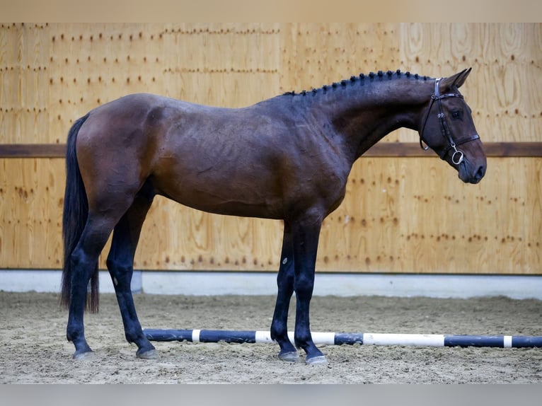 Andra varmblod Hingst 3 år 165 cm Svart in Kinrooi