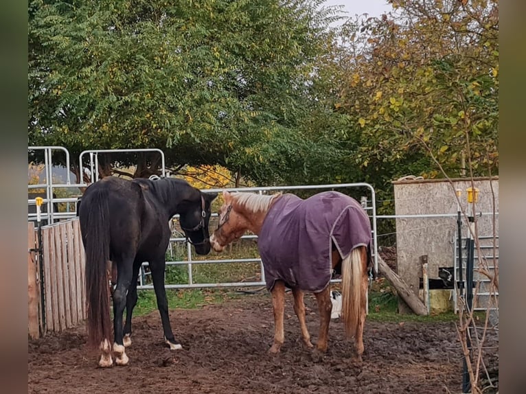 Andra varmblod Hingst 5 år 165 cm Svart in Birkenheide