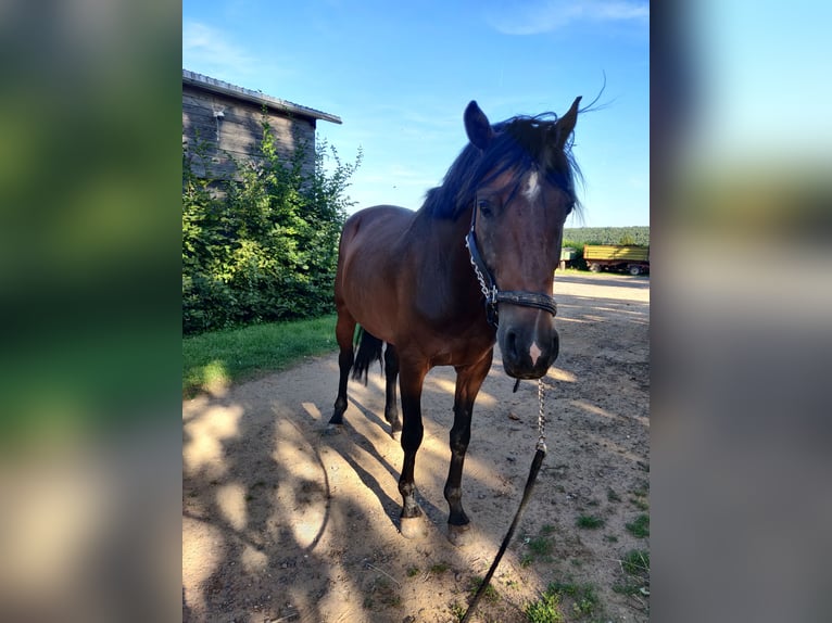 Andra varmblod Blandning Hingst 6 år 162 cm Brun in Herxheim am Berg