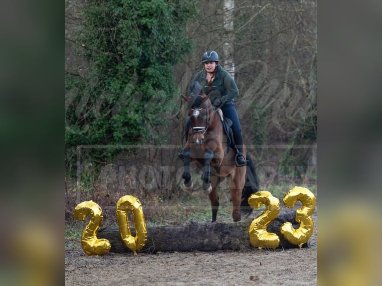 Andra varmblod Blandning Hingst 6 år 162 cm Brun in Herxheim am Berg