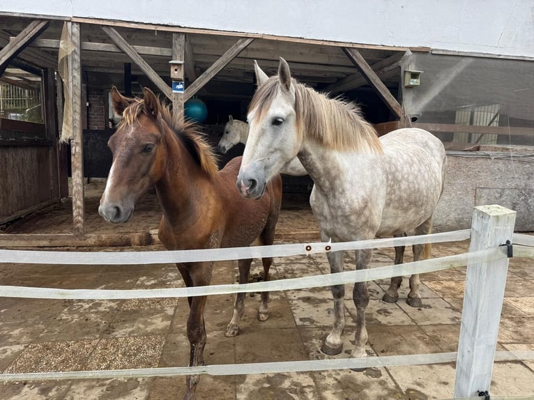 Andra varmblod Blandning Hingst Föl (03/2024) 135 cm Grå in Döttesfeld