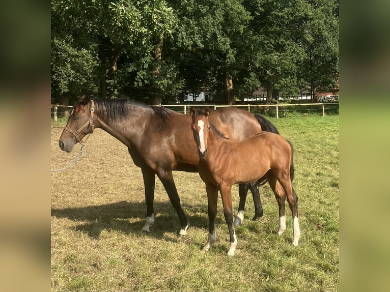 Andra varmblod Hingst Föl (03/2024) Brun in Visselhövede