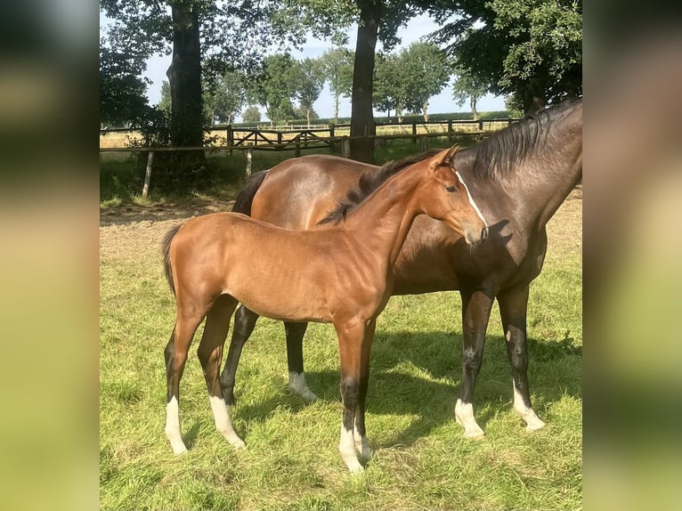 Andra varmblod Hingst Föl (03/2024) Brun in Visselhövede