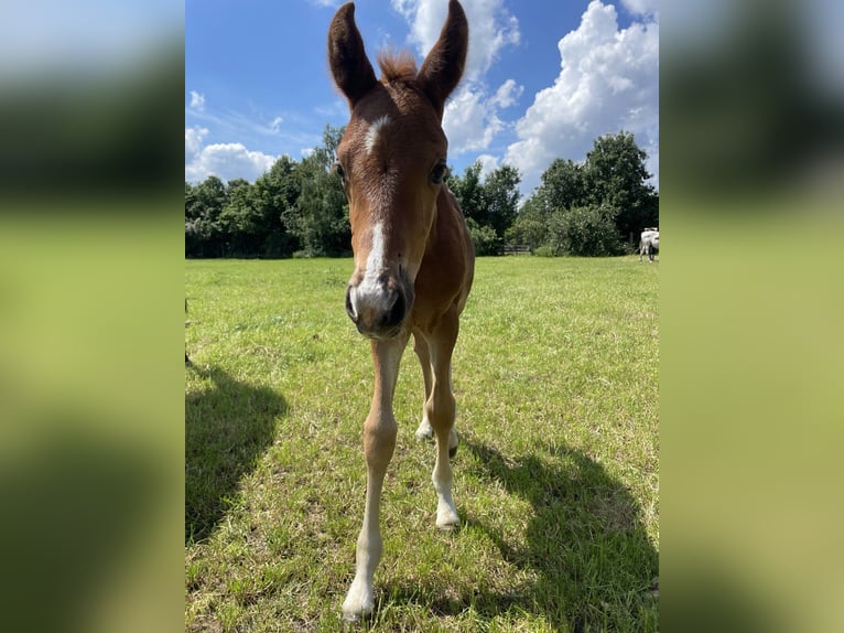 Andra varmblod Hingst Föl (04/2024) fux in Bramsche