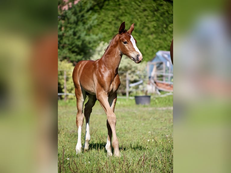 Andra varmblod Hingst Föl (07/2024) fux in Orimattila