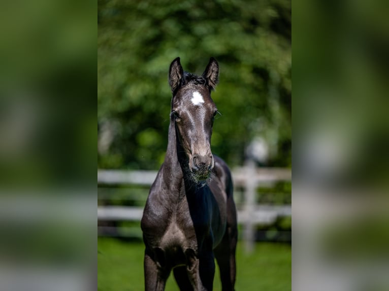 Andra varmblod Hingst Föl (06/2024) Mörkbrun in Waddinxveen