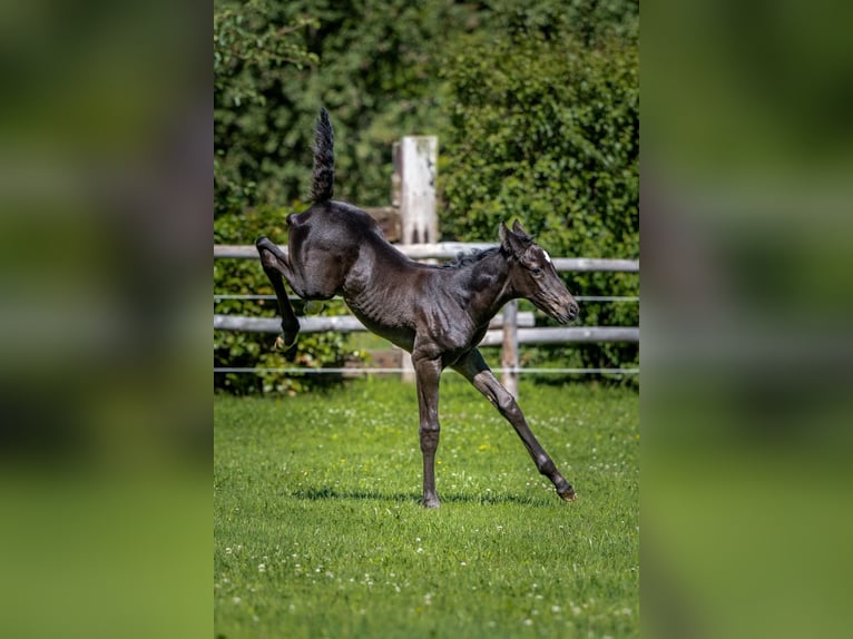 Andra varmblod Hingst Föl (06/2024) Mörkbrun in Waddinxveen