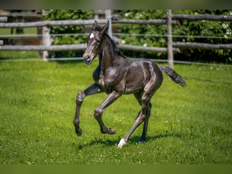 Andra varmblod Hingst Föl (06/2024) Mörkbrun in Waddinxveen