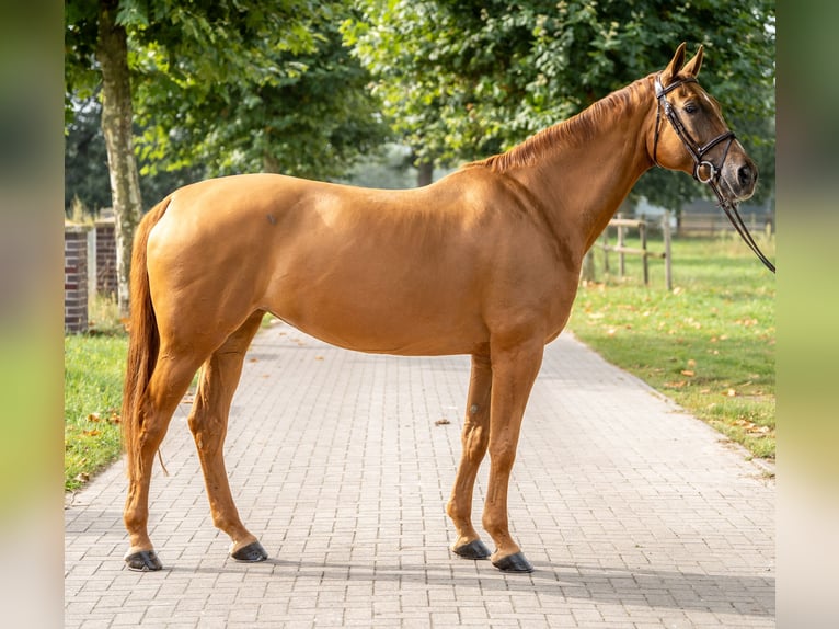 Andra varmblod Sto 10 år 169 cm fux in GROTE-BROGEL