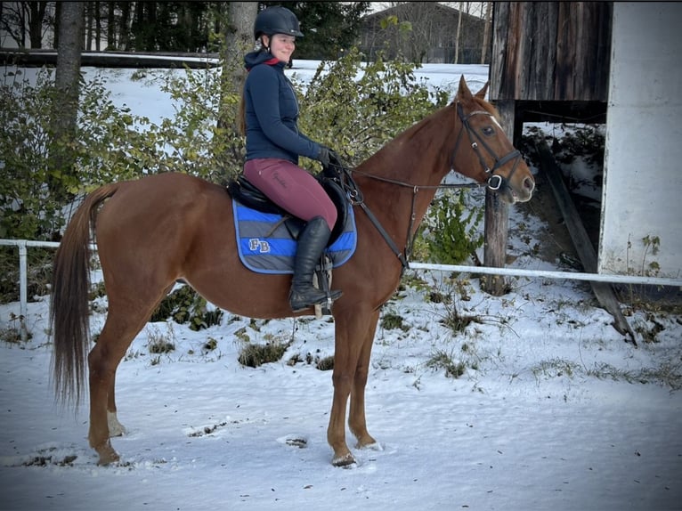 Andra varmblod Sto 14 år 157 cm fux in Pelmberg