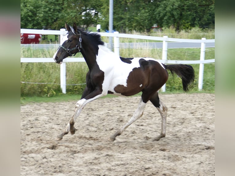 Andra varmblod Sto 1 år 170 cm Pinto in Borgentreich