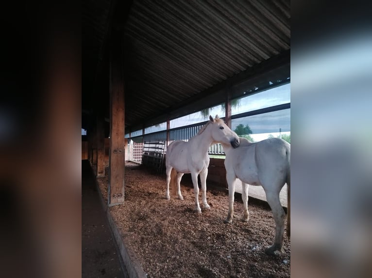 Andra varmblod Sto 29 år 158 cm Grå in Aichtal