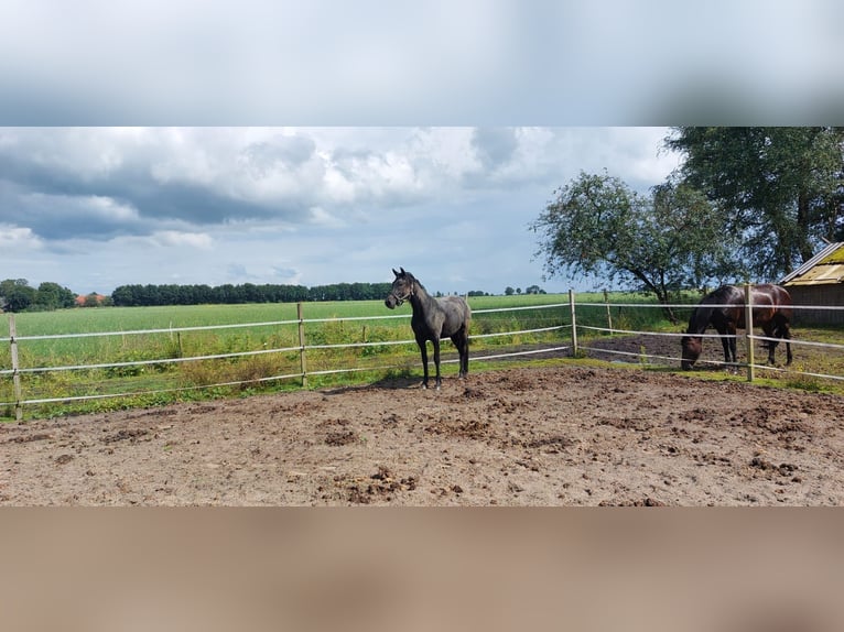 Andra varmblod Blandning Sto 2 år 150 cm Rökfärgad svart in Veendam