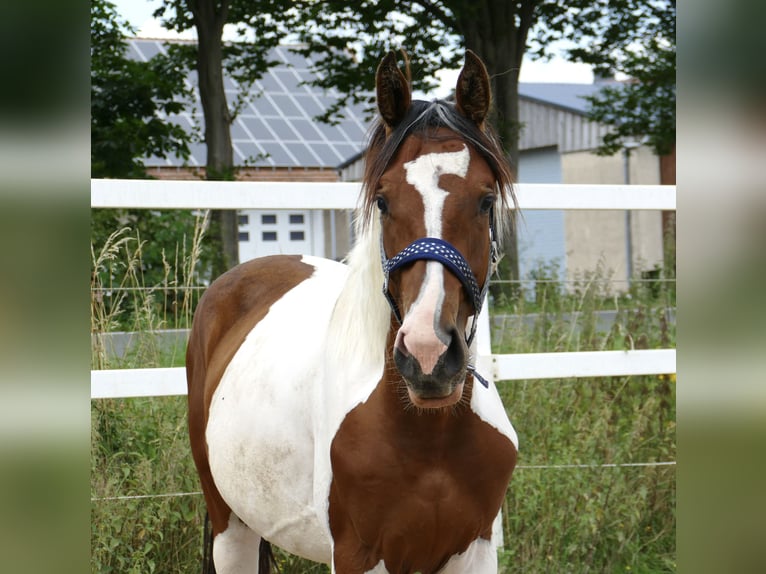 Andra varmblod Sto 2 år 168 cm Pinto in Borgentreich