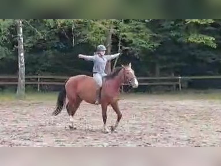 Andra varmblod Sto 3 år 155 cm Brun in Braunschweig