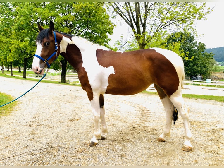 Andra varmblod Blandning Sto 3 år 157 cm Pinto in Ampflwang