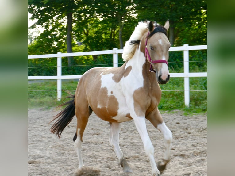 Andra varmblod Sto 3 år 166 cm Pinto in Borgentreich