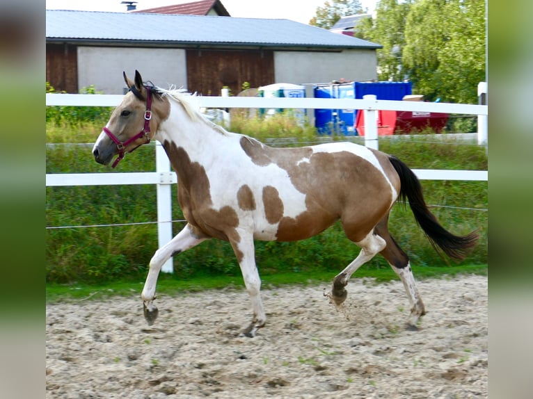 Andra varmblod Sto 3 år 166 cm Pinto in Borgentreich