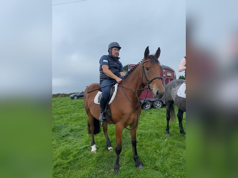 Andra varmblod Sto 4 år 160 cm Brun in Waterford