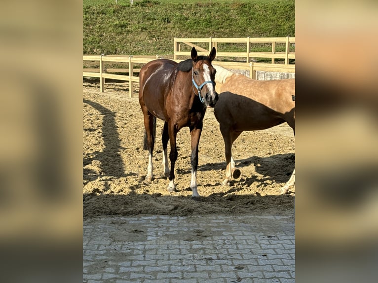 Andra varmblod Sto 4 år 164 cm Brun in Erharting