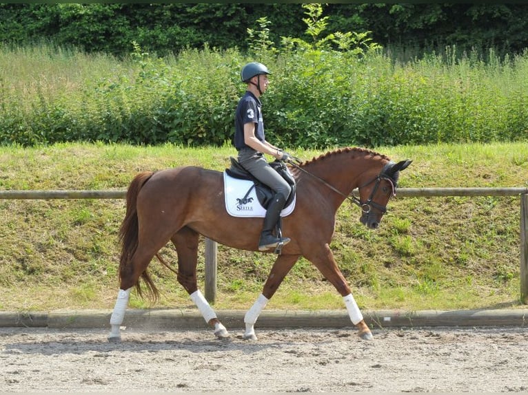 Andra varmblod Sto 4 år 167 cm fux in Wellheim