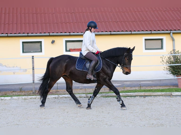 Andra varmblod Blandning Sto 5 år 157 cm Brun in Klingenbach / Klimpuh