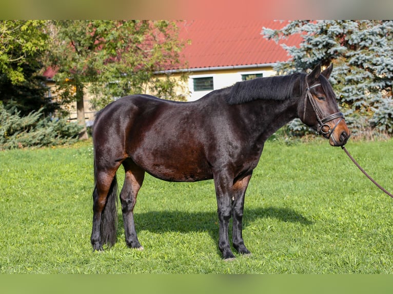 Andra varmblod Blandning Sto 5 år 157 cm Brun in Klingenbach / Klimpuh