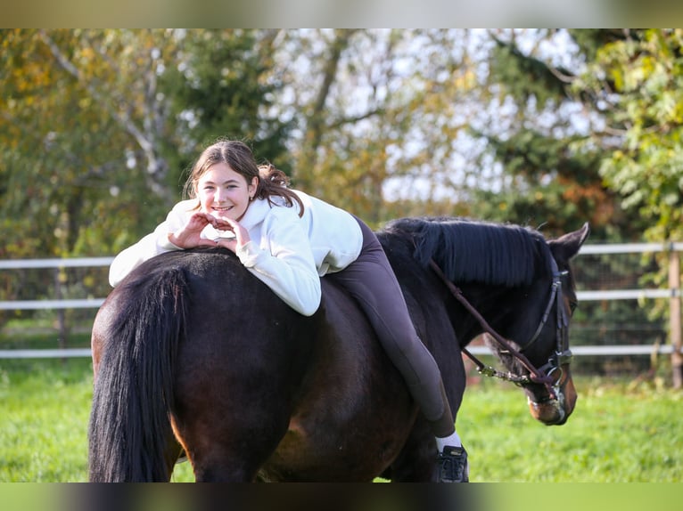 Andra varmblod Blandning Sto 5 år 157 cm Brun in Klingenbach / Klimpuh