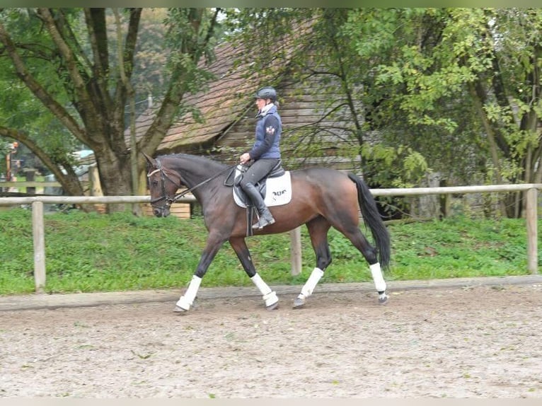 Andra varmblod Sto 5 år 167 cm Brun in Wellheim