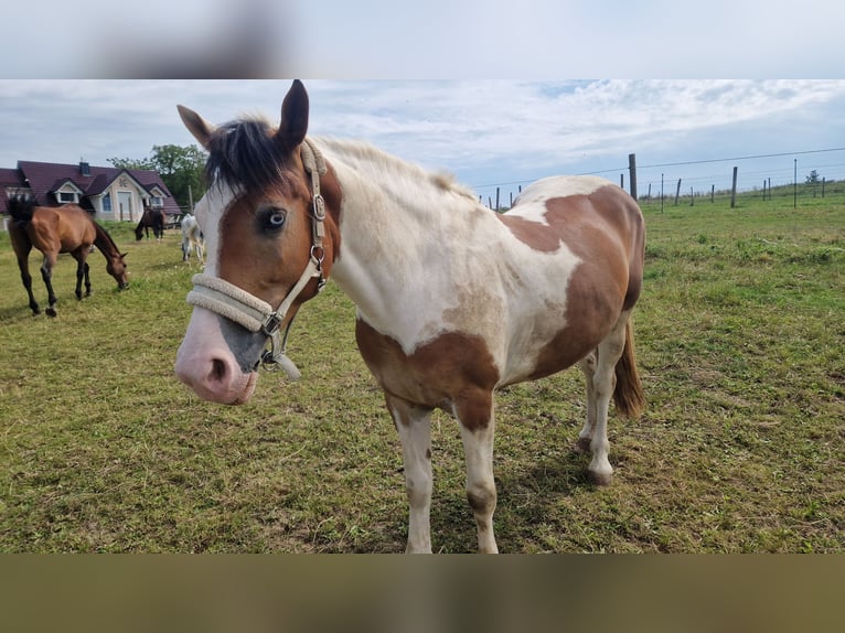 Andra varmblod Blandning Sto 6 år 150 cm Pinto in Aichach