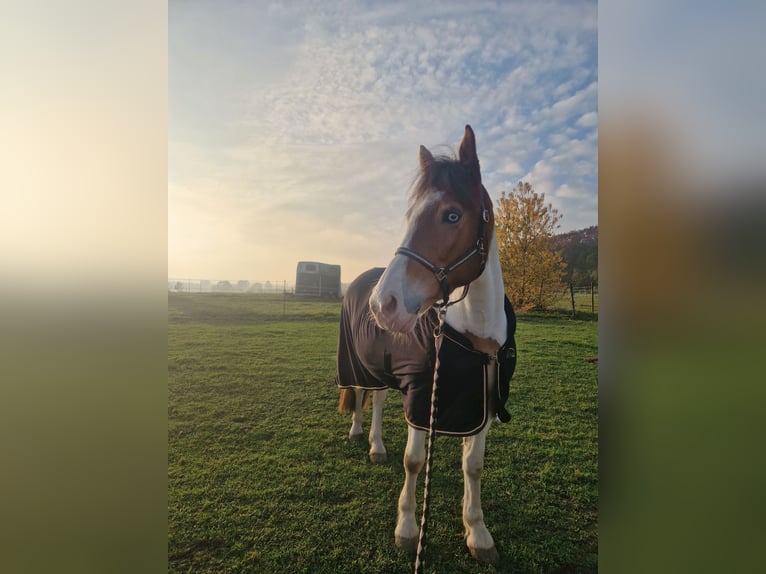 Andra varmblod Blandning Sto 6 år 150 cm Pinto in Aichach