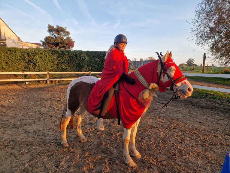 Andra varmblod Blandning Sto 6 år 150 cm Pinto in Aichach