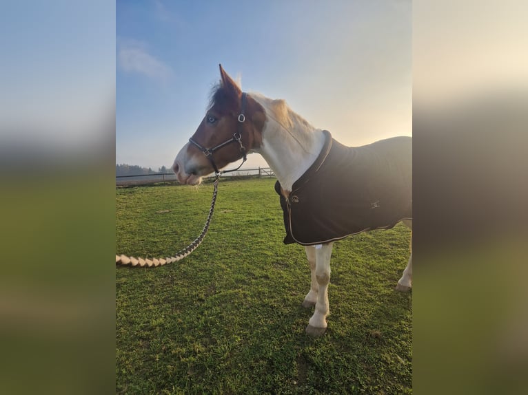 Andra varmblod Blandning Sto 6 år 150 cm Pinto in Aichach