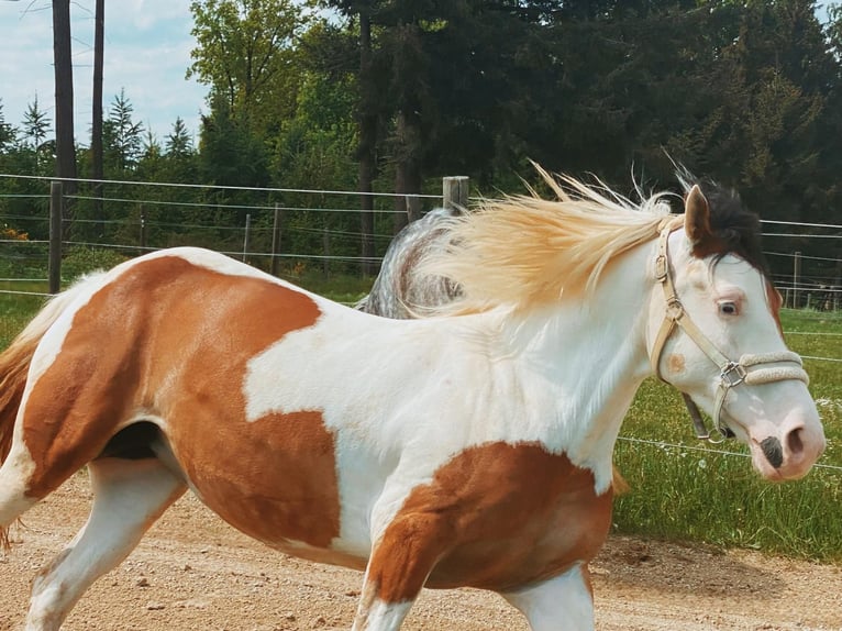 Andra varmblod Blandning Sto 6 år 150 cm Pinto in Aichach