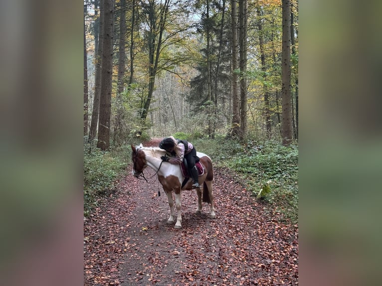 Andra varmblod Blandning Sto 6 år 150 cm Pinto in Aichach