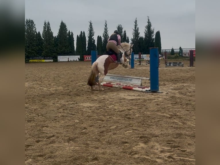 Andra varmblod Blandning Sto 6 år 150 cm Pinto in Aichach