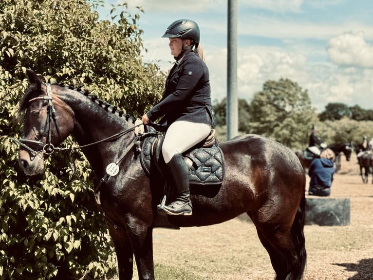 Andra varmblod Sto 7 år 165 cm Mörkbrun in Mücke