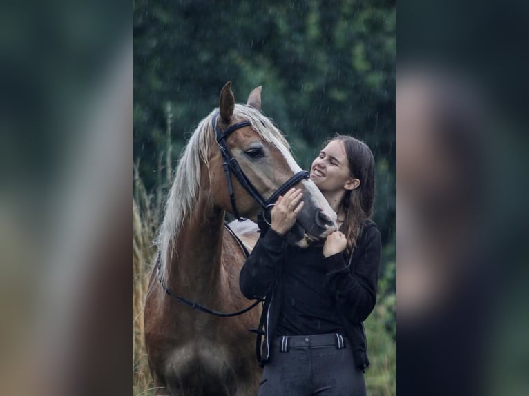 Andra varmblod Blandning Sto 8 år 146 cm in Markt Hartmannsdorf