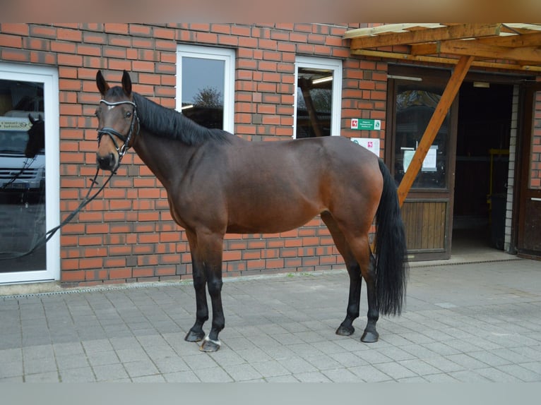 Andra varmblod Blandning Sto 8 år 165 cm Brun in Rheda-Wiedenbrück