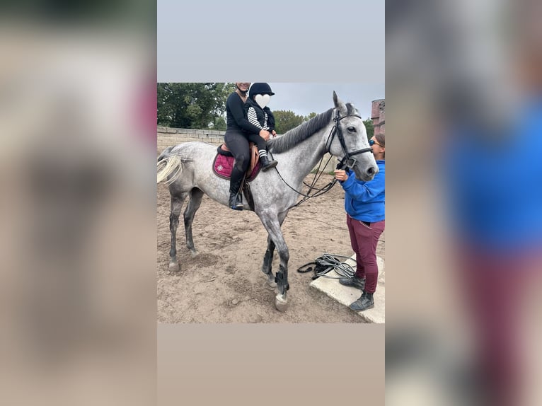 Andra varmblod Sto 8 år 165 cm Grå in Sint-Martens-Lennik