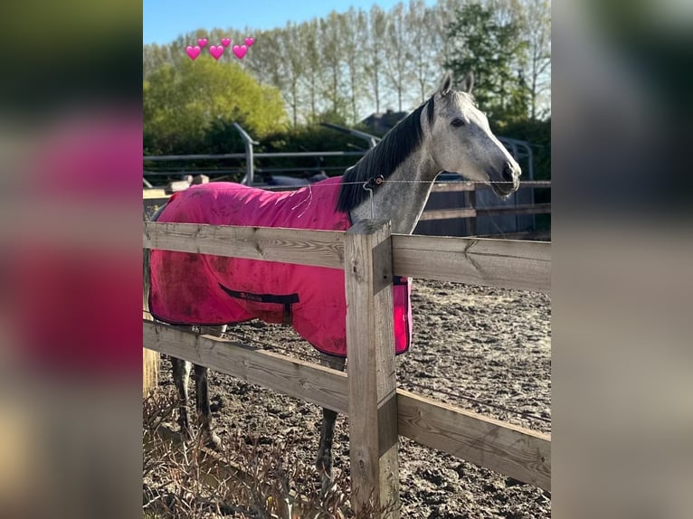 Andra varmblod Sto 8 år 165 cm Grå in Sint-Martens-Lennik