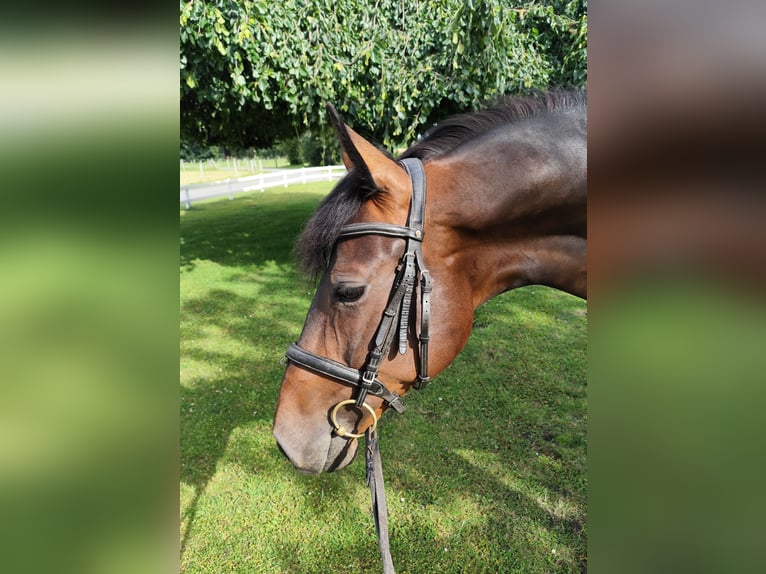 Andra varmblod Sto 9 år 160 cm Mörkbrun in Bad Laer