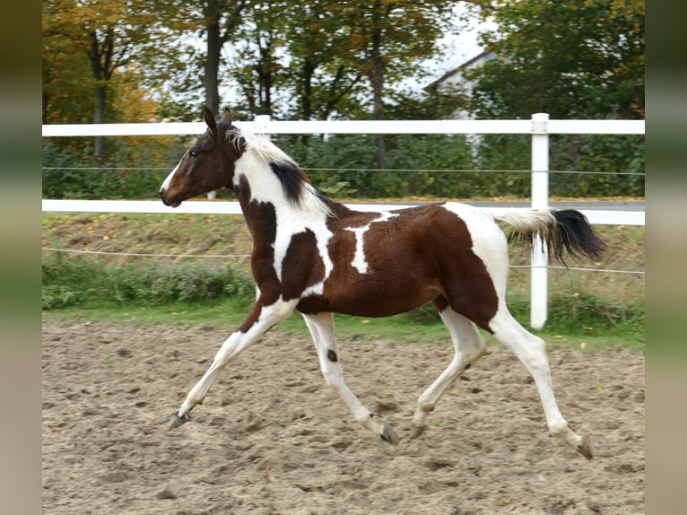 Andra varmblod Sto Föl (03/2024) 170 cm Pinto in Borgentreich