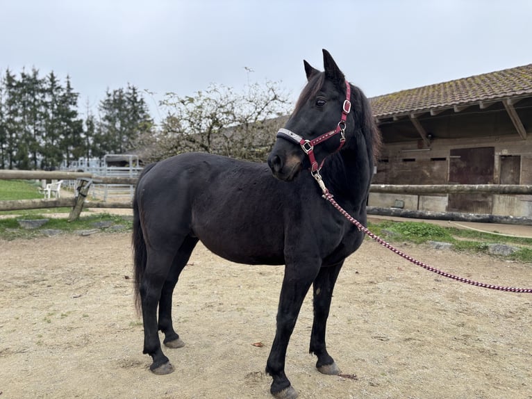 Andra varmblod Valack 10 år 158 cm Mörkbrun in Leibertingen