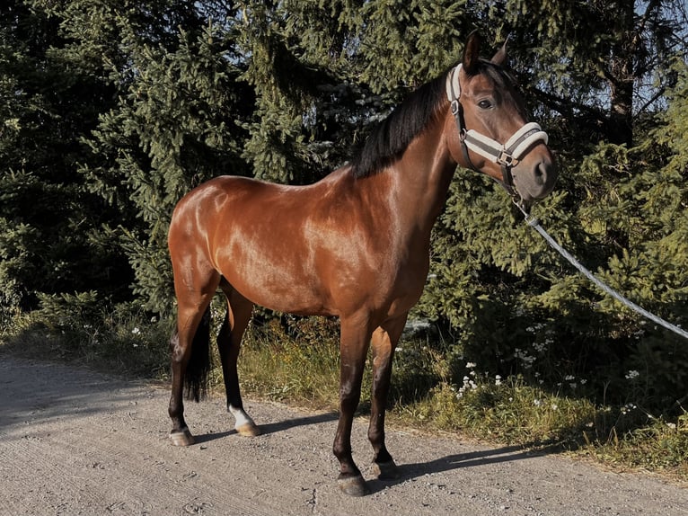 Andra varmblod Blandning Valack 10 år 162 cm Brun in Szymanowo