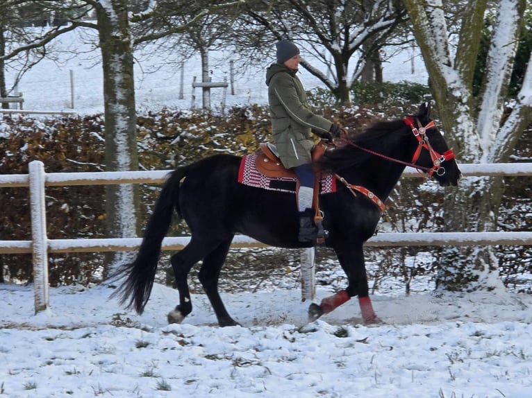 Andra varmblod Valack 10 år 162 cm Svart in Linkenbach