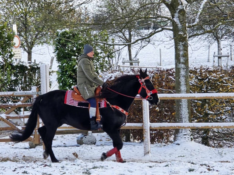 Andra varmblod Valack 10 år 162 cm Svart in Linkenbach