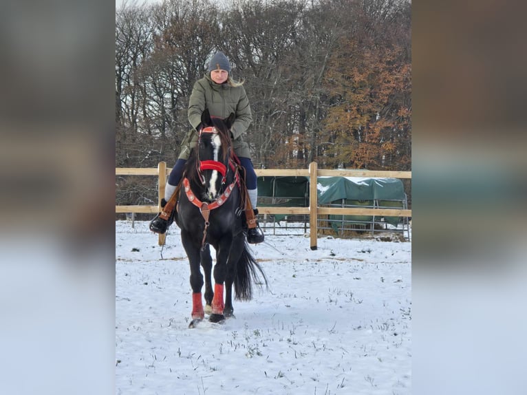 Andra varmblod Valack 10 år 162 cm Svart in Linkenbach