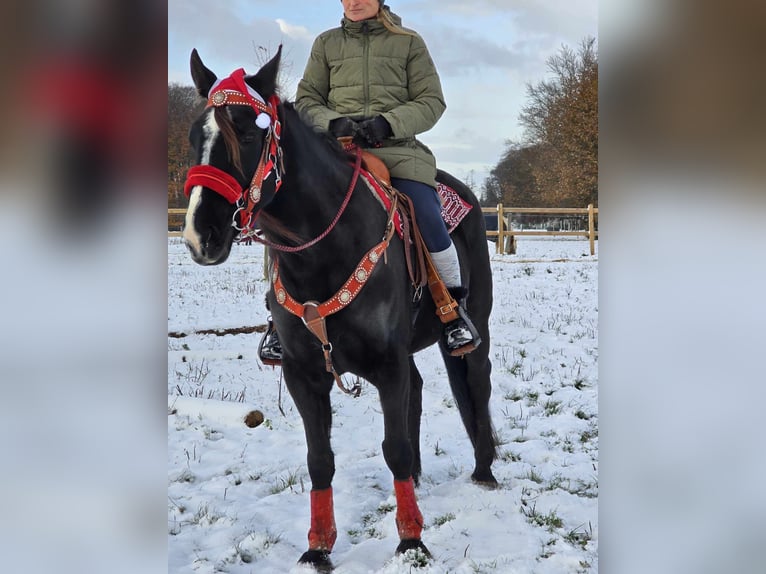 Andra varmblod Valack 10 år 162 cm Svart in Linkenbach