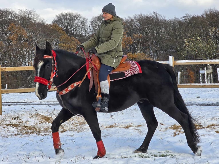 Andra varmblod Valack 10 år 162 cm Svart in Linkenbach